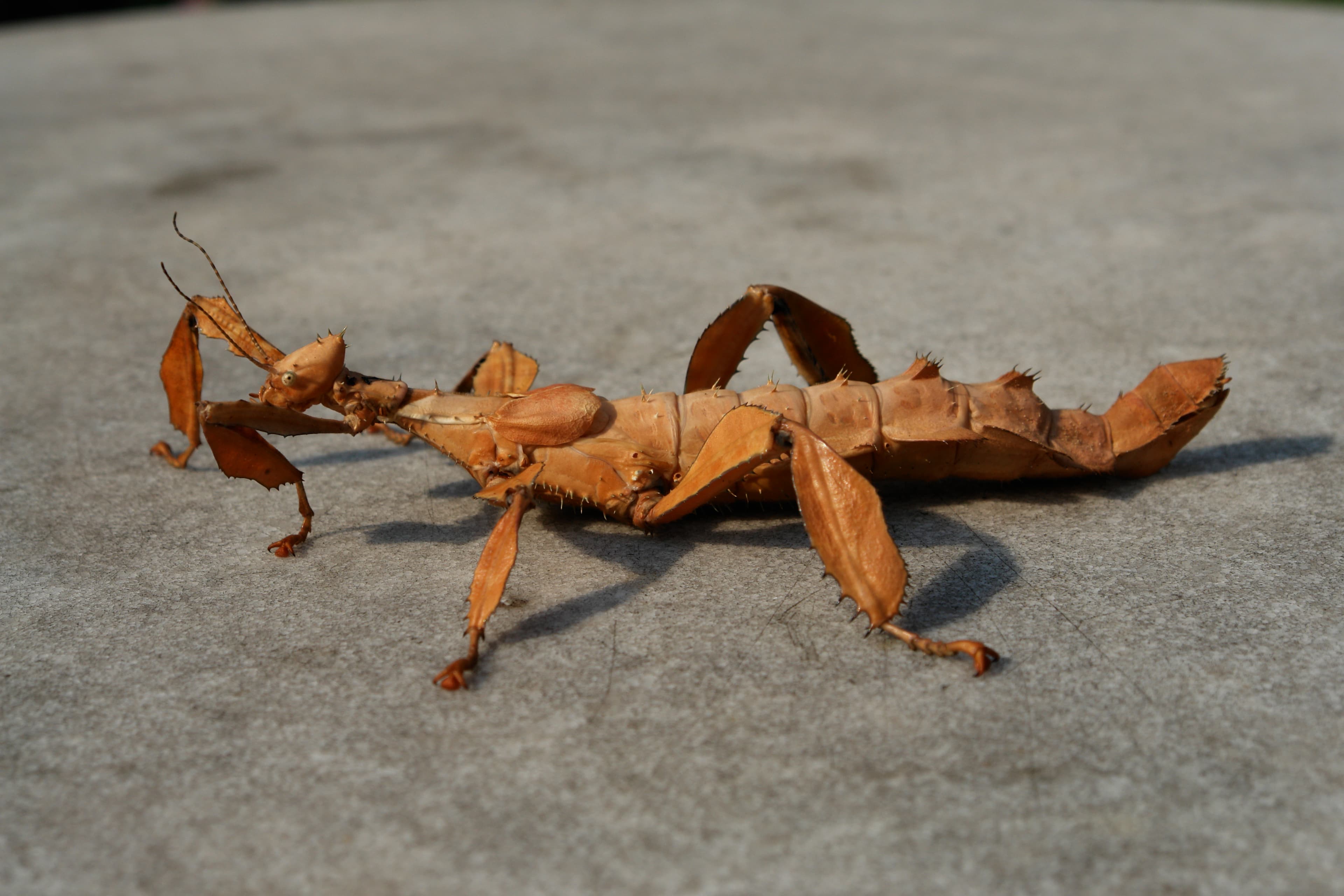 Extatosoma tiaratum