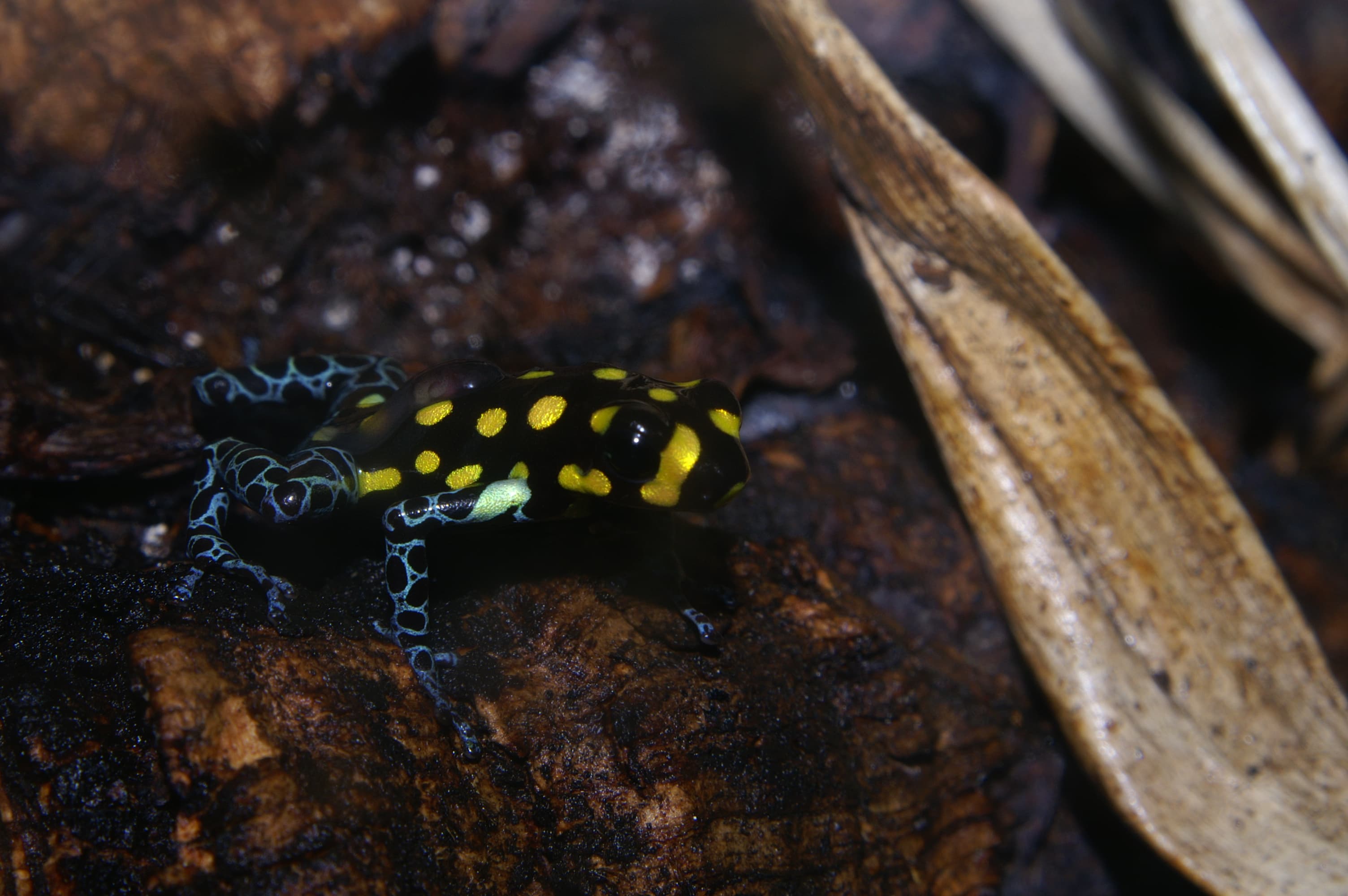 Ranitomeya vanzolinii