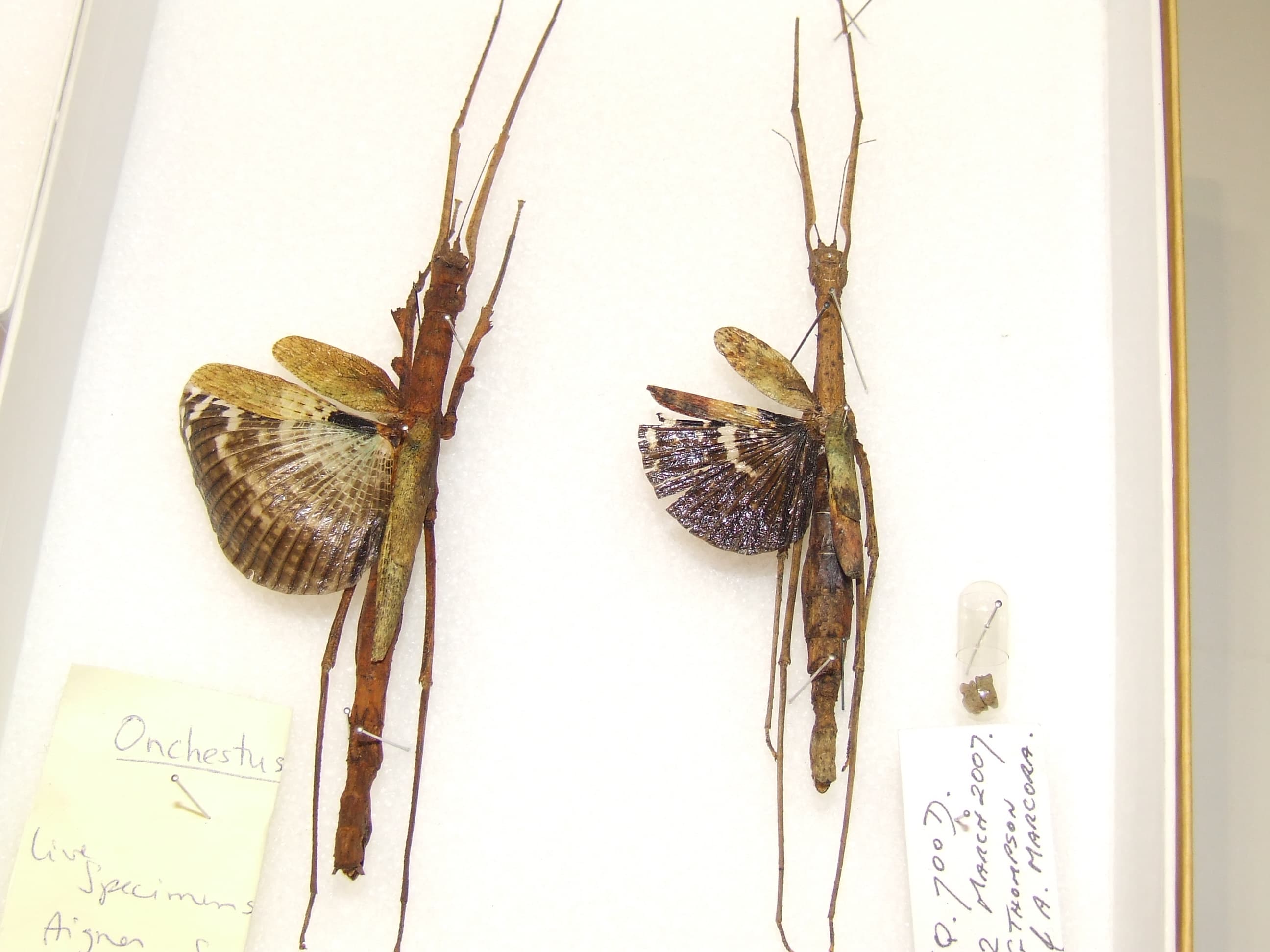 Onchestus rentzi