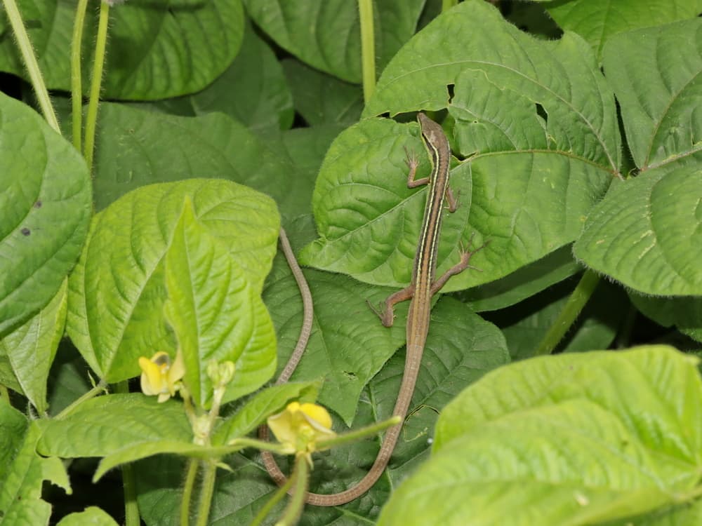 Takydromus sexlineatus