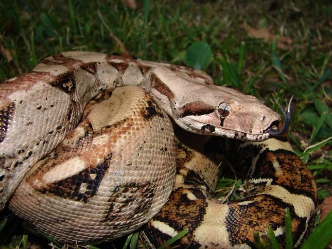 Boa imperator 