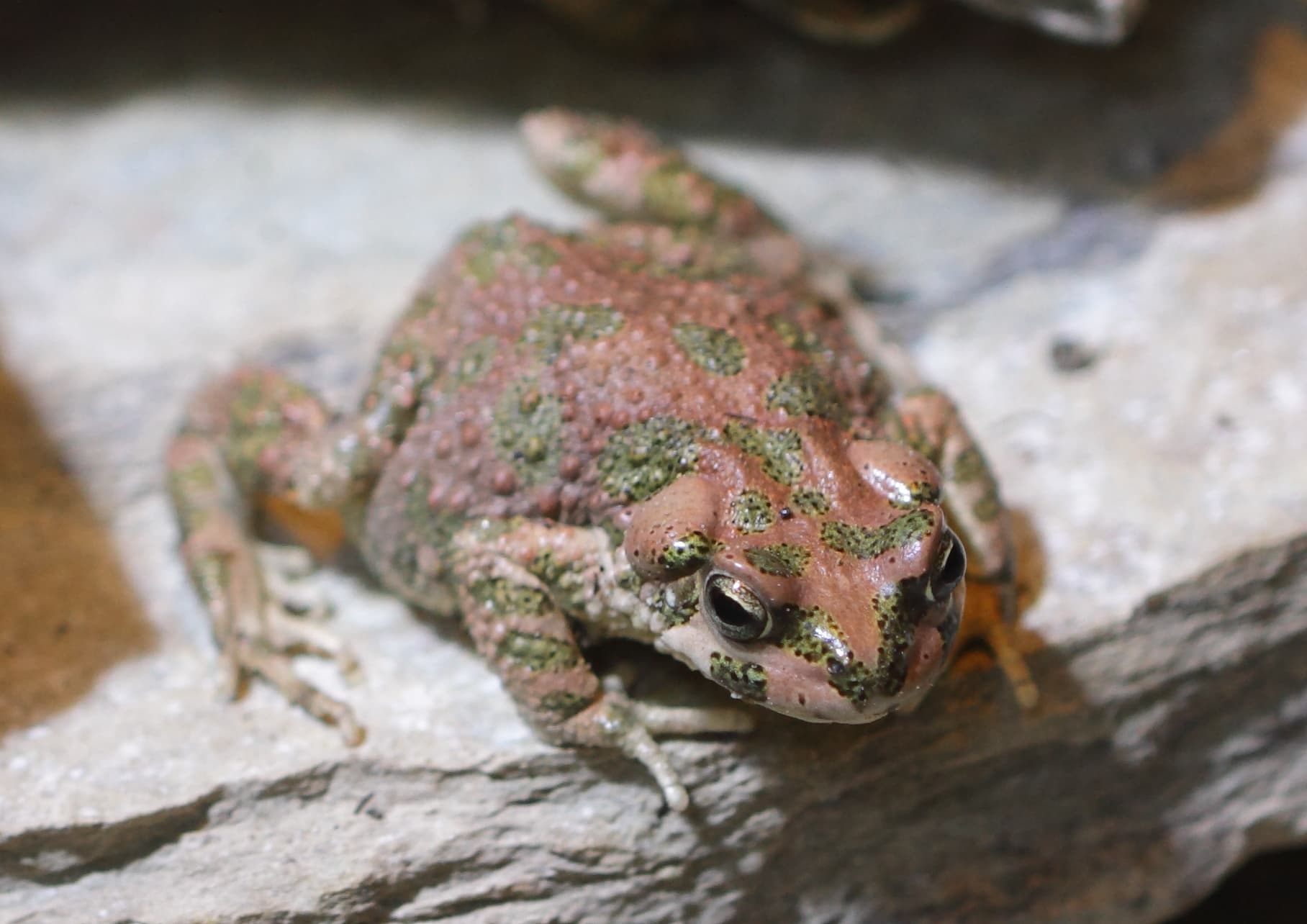 Barbarophryne brongersmai