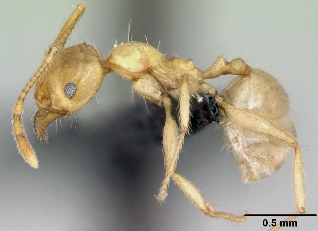 Pheidole pallidula (Nylander, 1849)