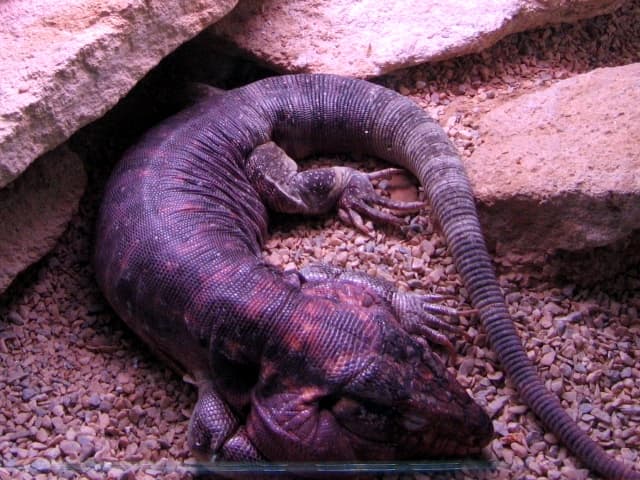 Salvator rufescens