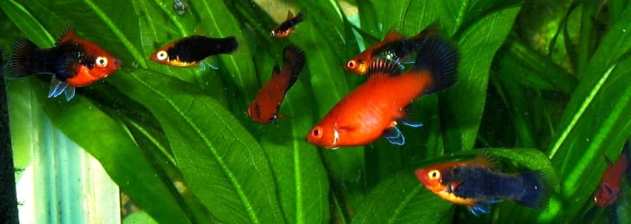 Xiphophorus maculatus (Günther, 1866)