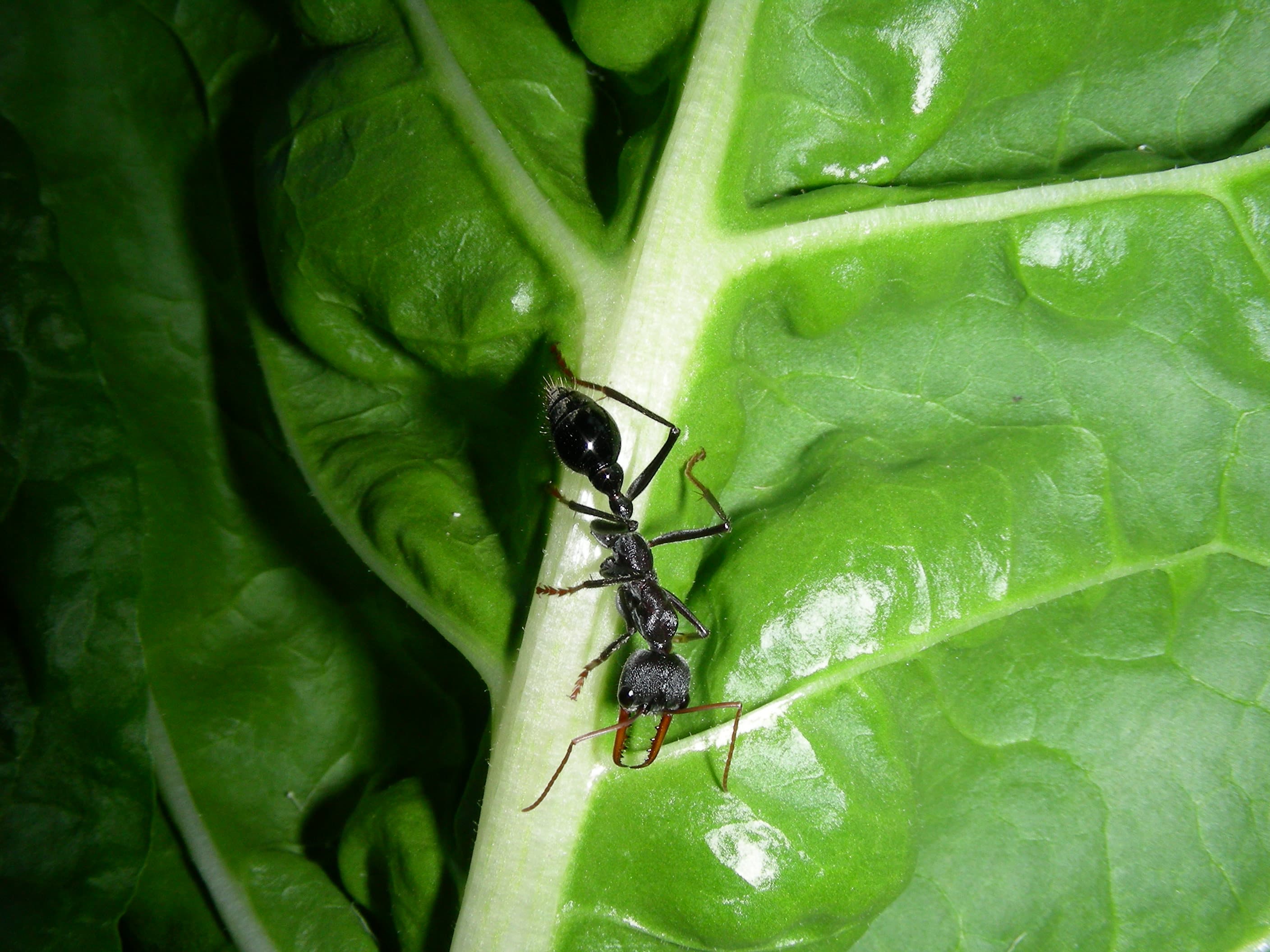 Myrmecia tarsata