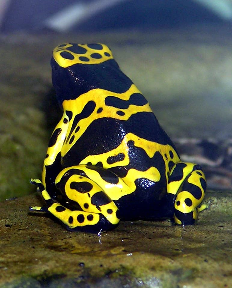 Dendrobates leucomelas