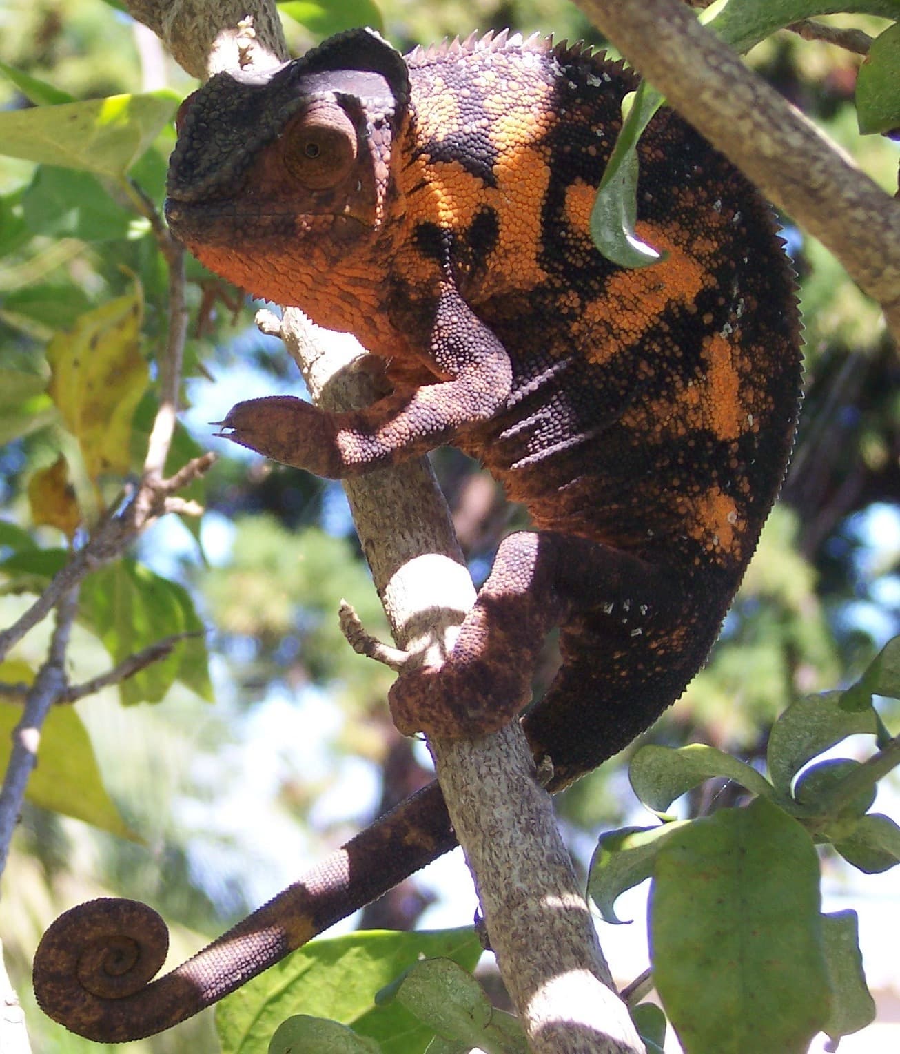 Furcifer pardalis