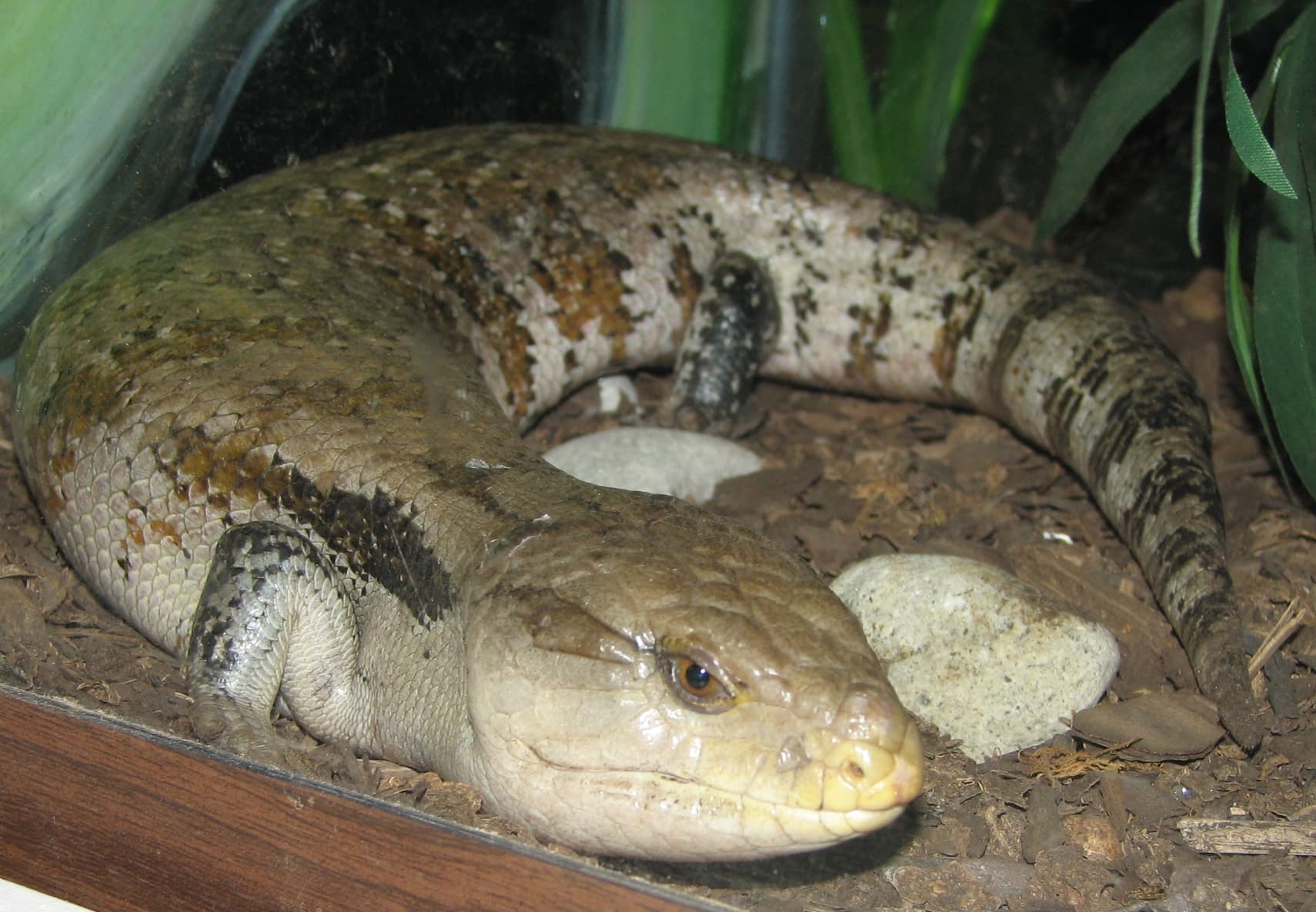 Tiliqua gigas gigas