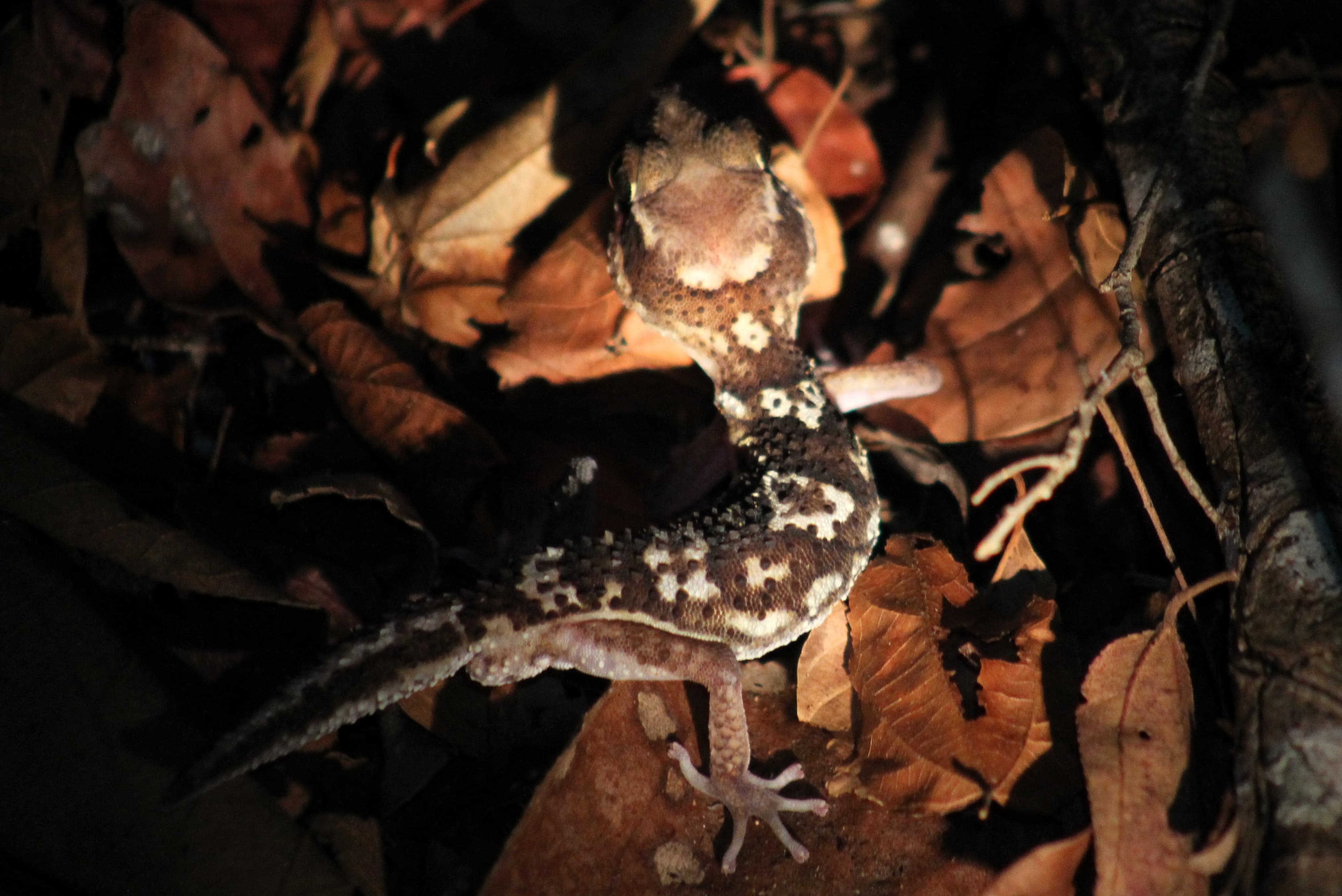 Paroedura picta 