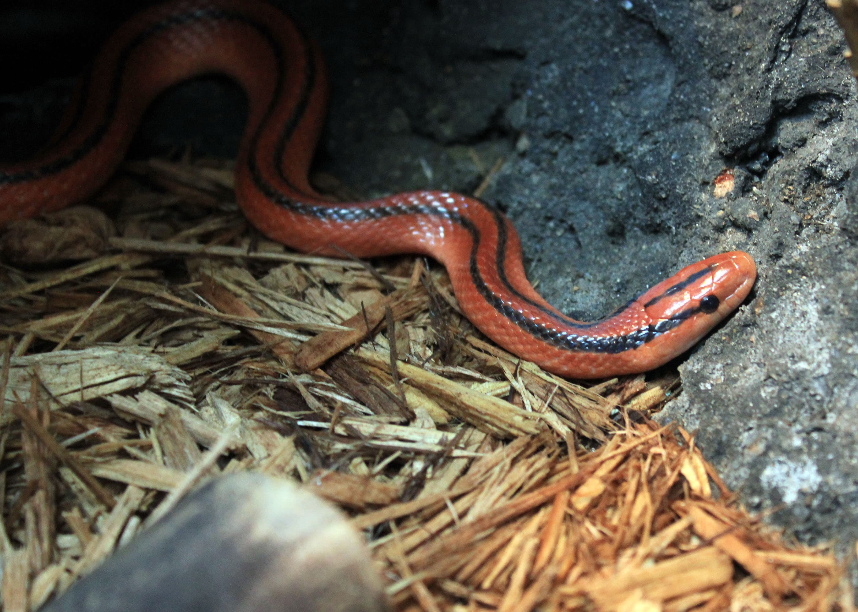 Oreocryptophis porpHyraceUs coxi