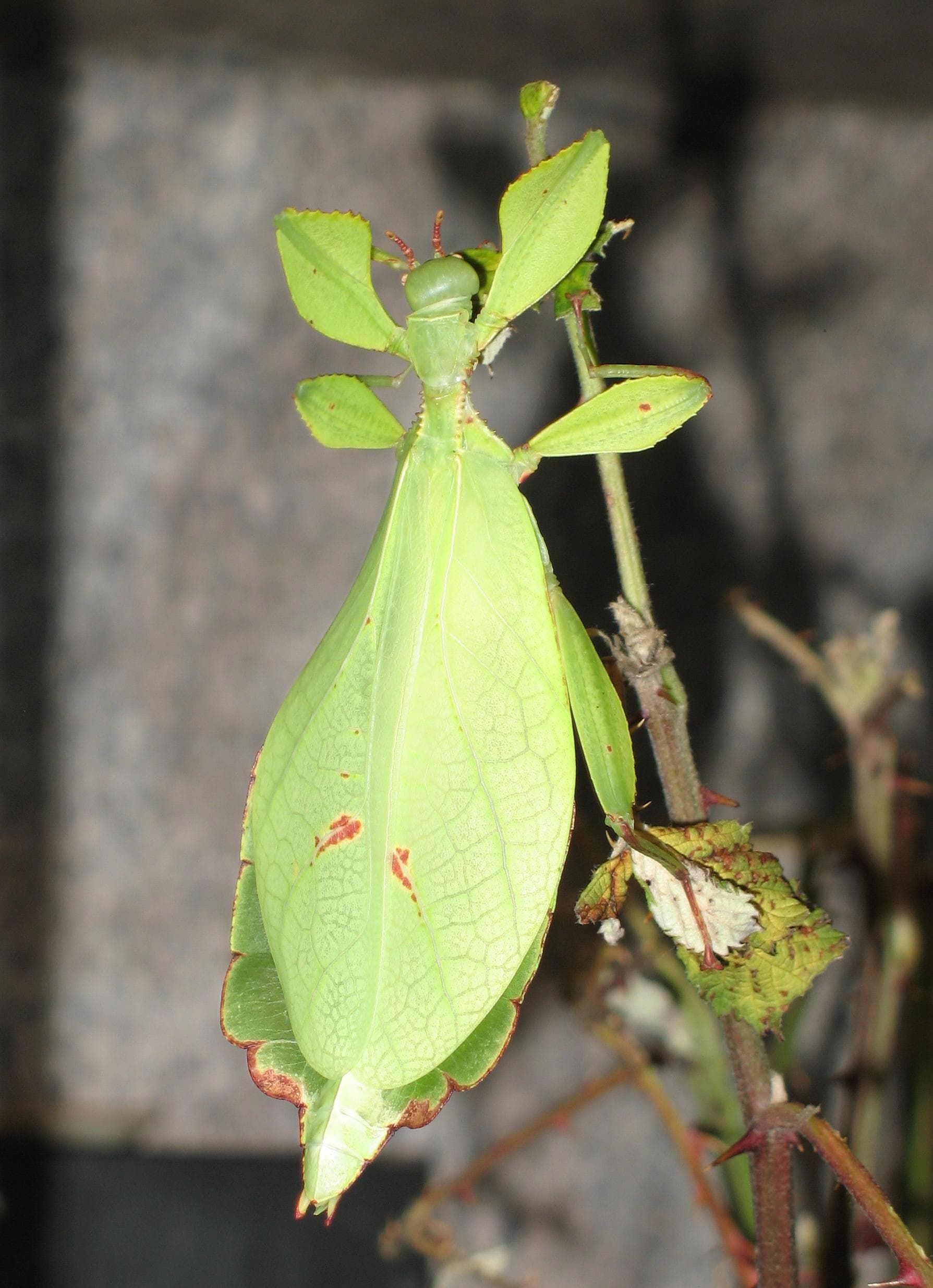 Phyllium philippinicum