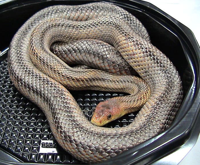 Pantherophis bairdi