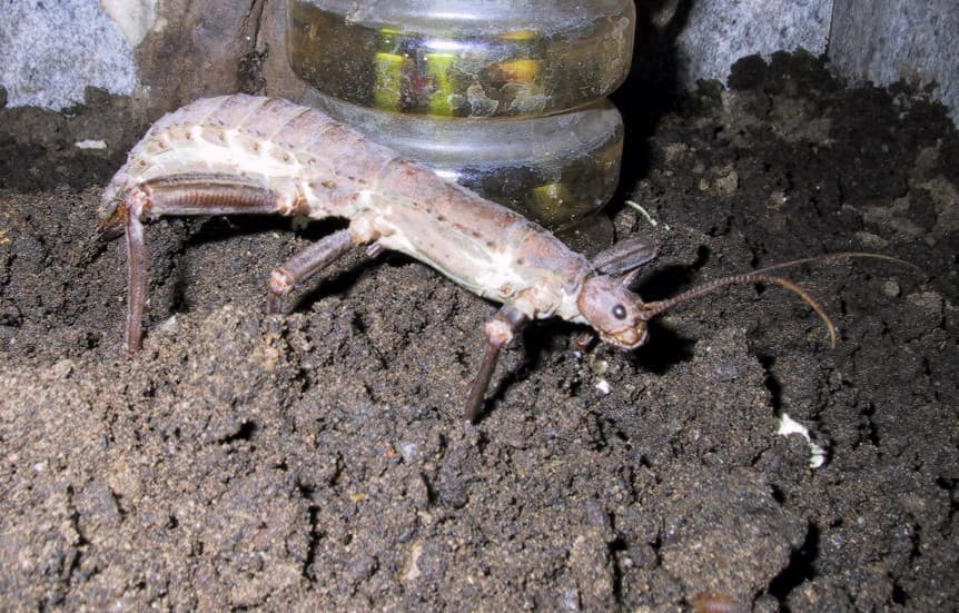 Eurycantha insularis