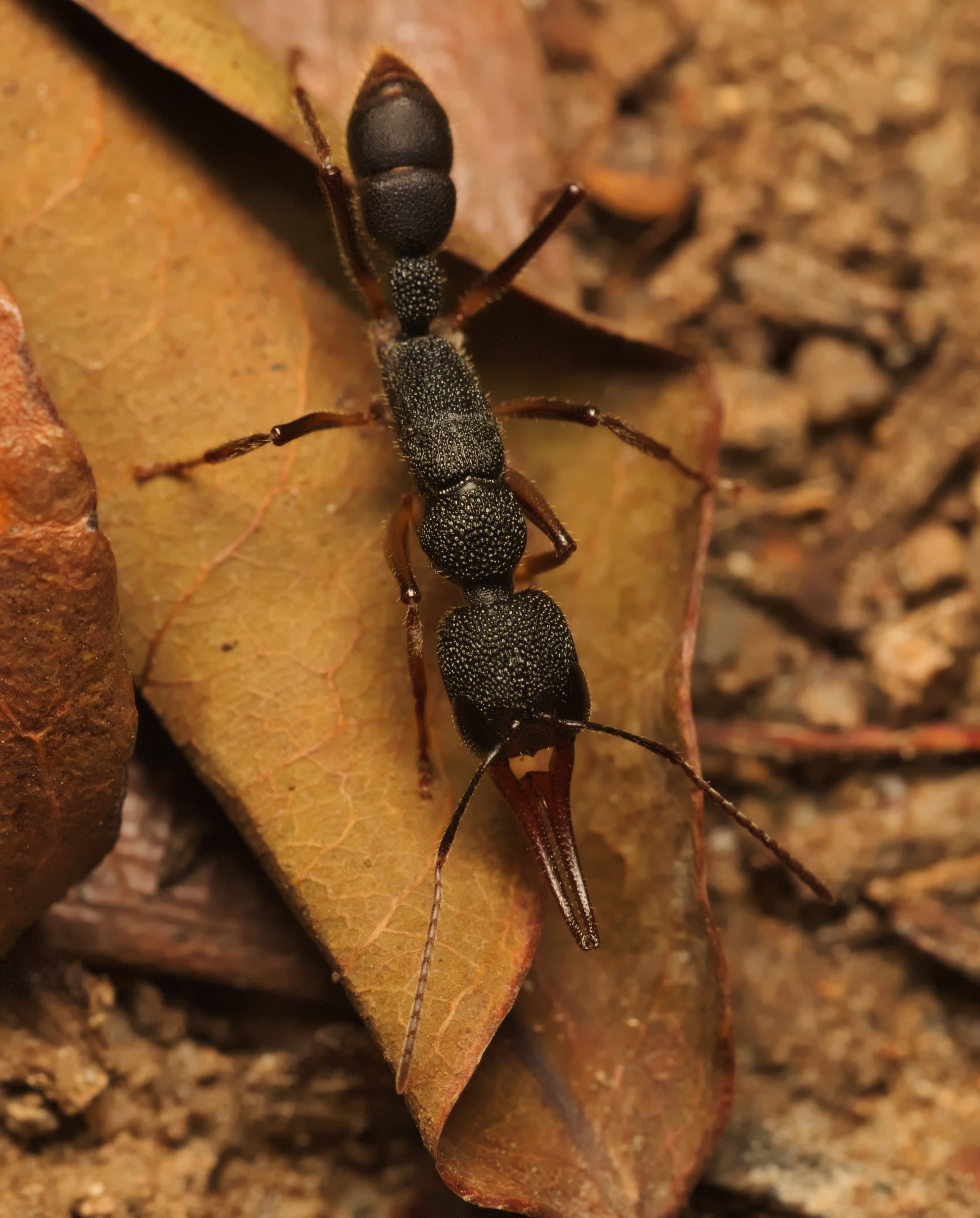 Harpegnathos venator 