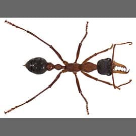 Myrmecia desertorum