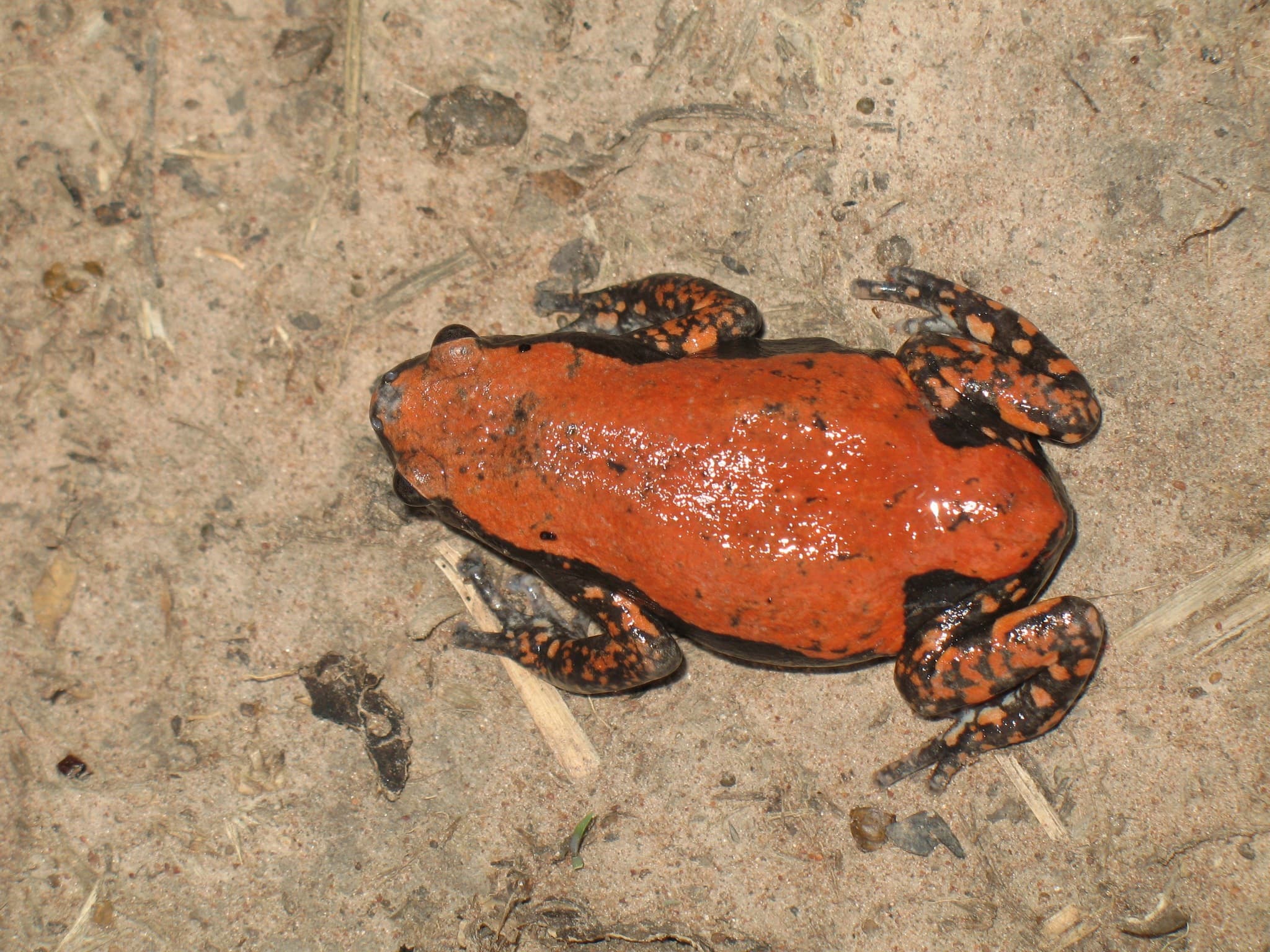 Phrynomantis microps
