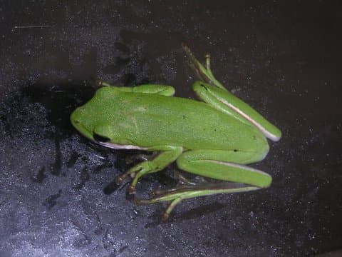 Hyla cinerea 