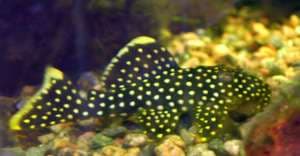 Baryancistrus xanthellus