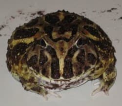 Ceratophrys cranwelli 