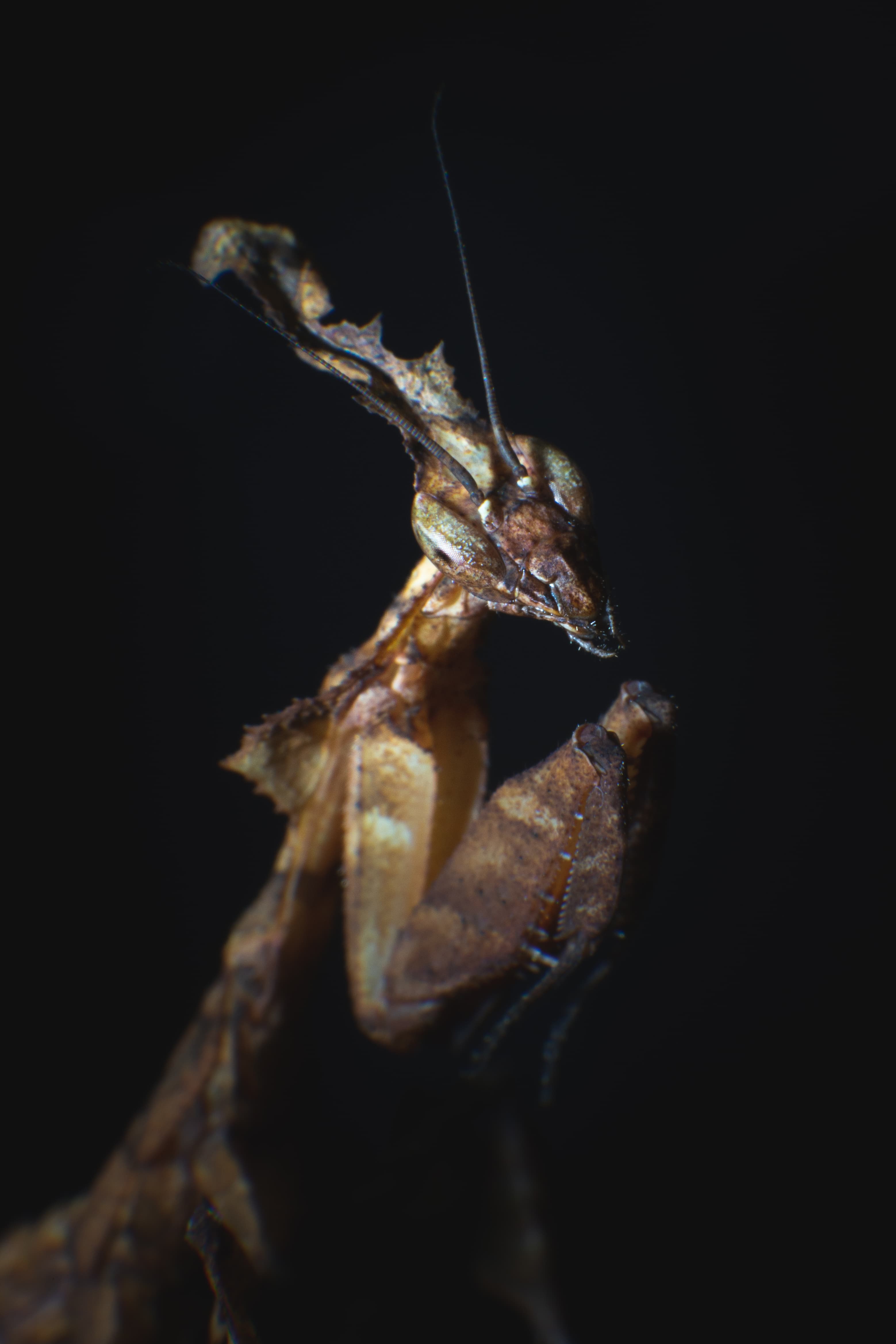 Phyllocrania paradoxa