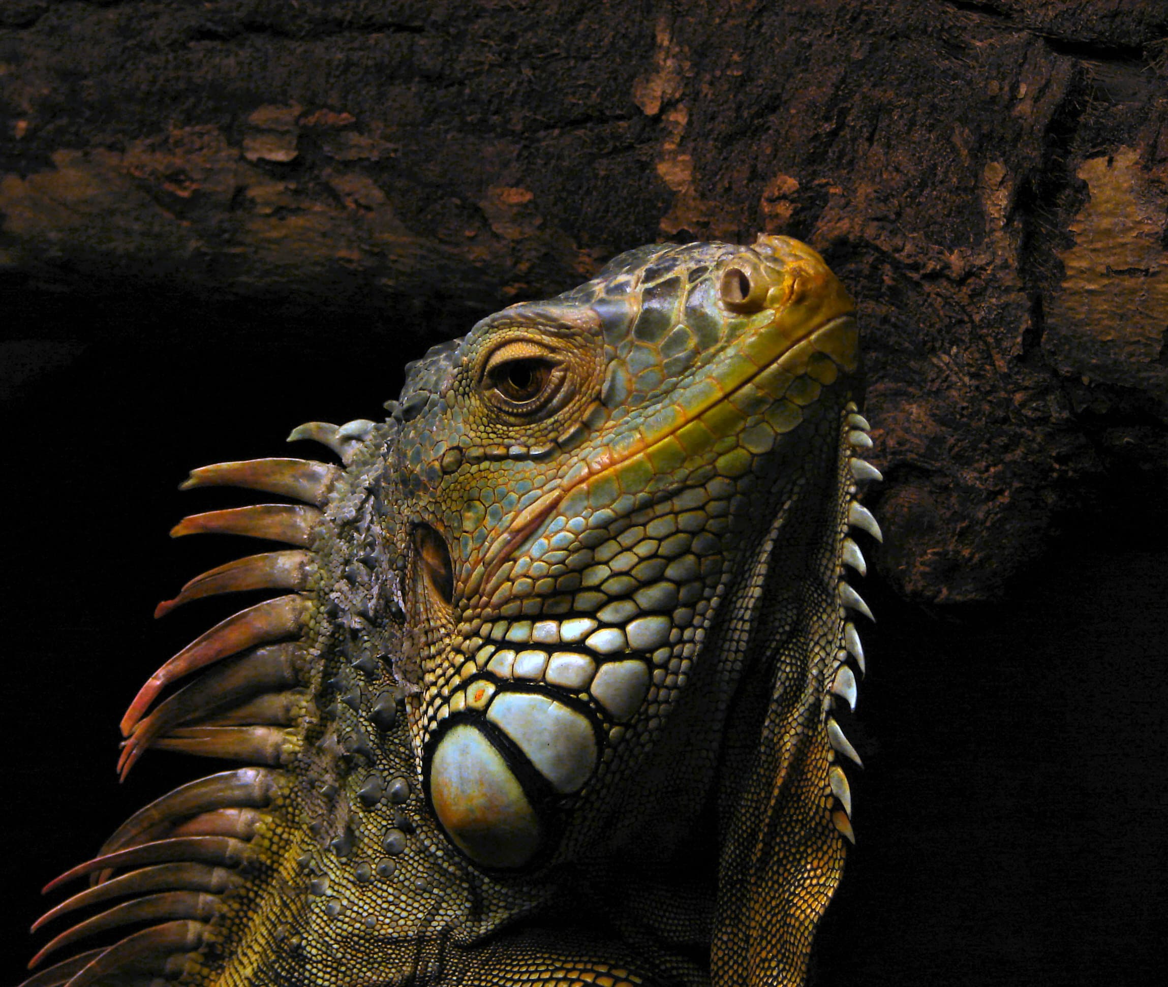 Iguana iguana