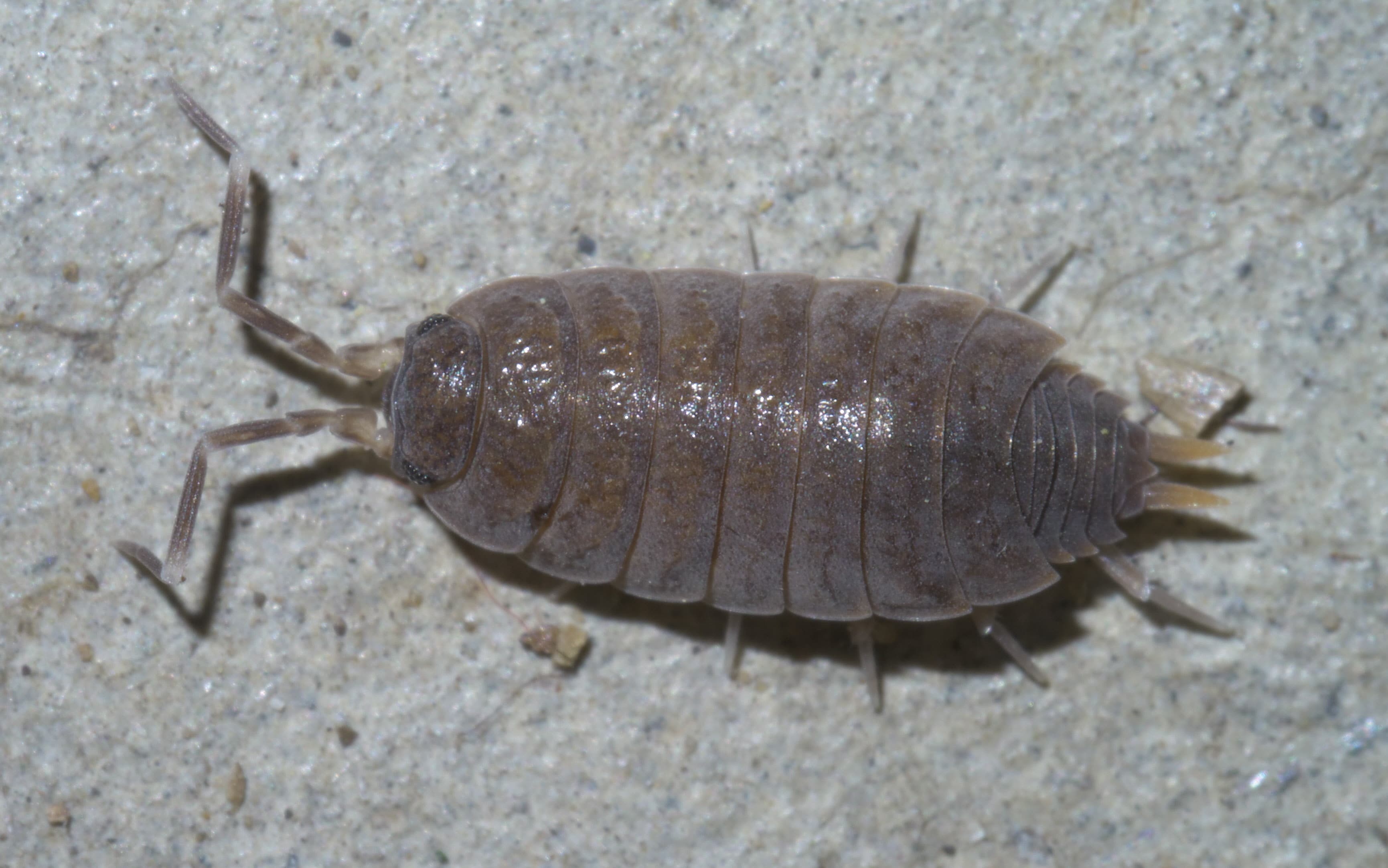 Porcellionides pruinosus