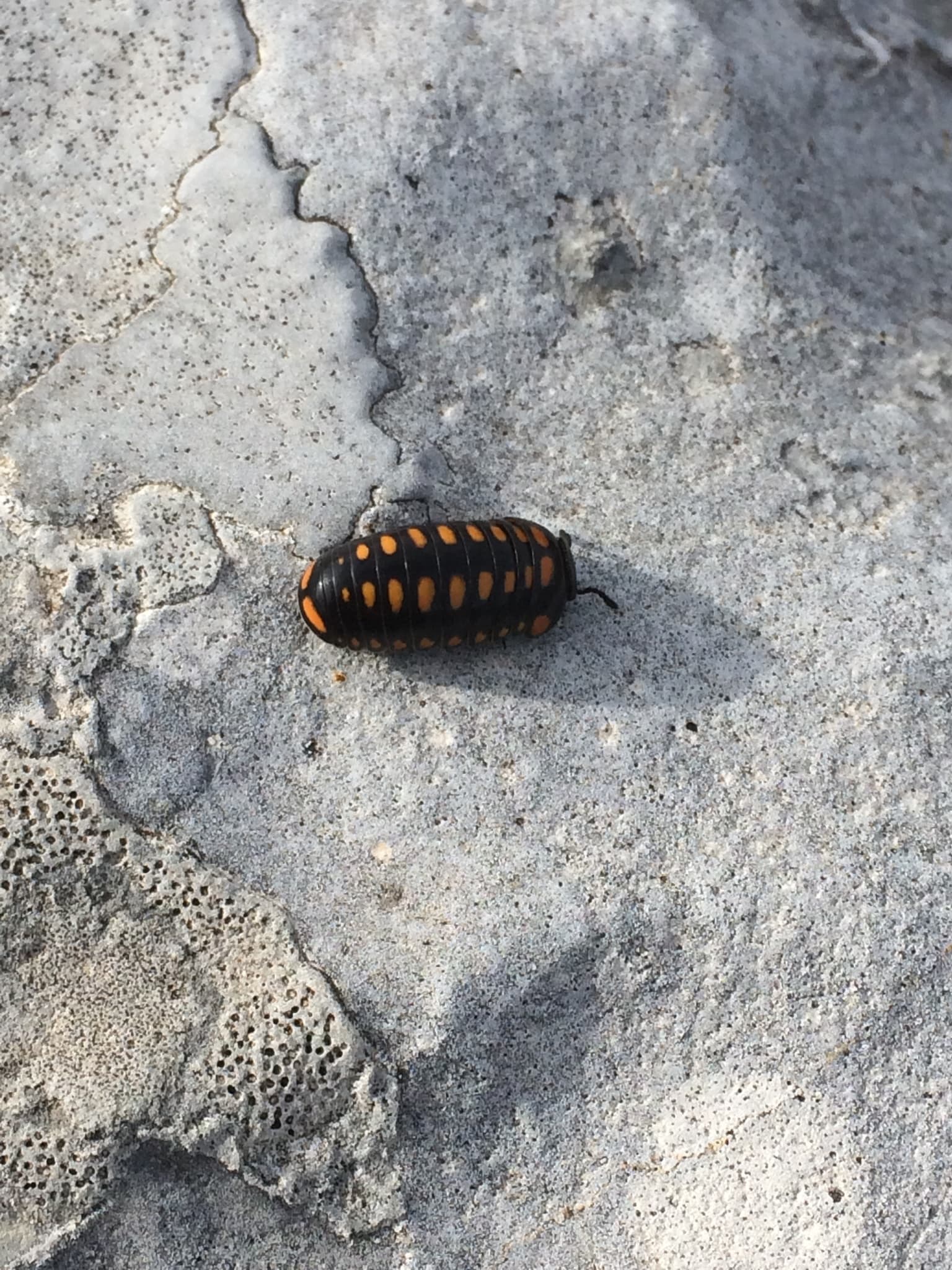 Glomeris guttata
