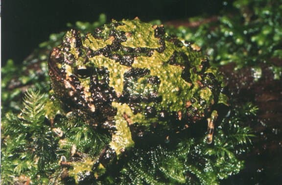 Scaphiophryne marmorata