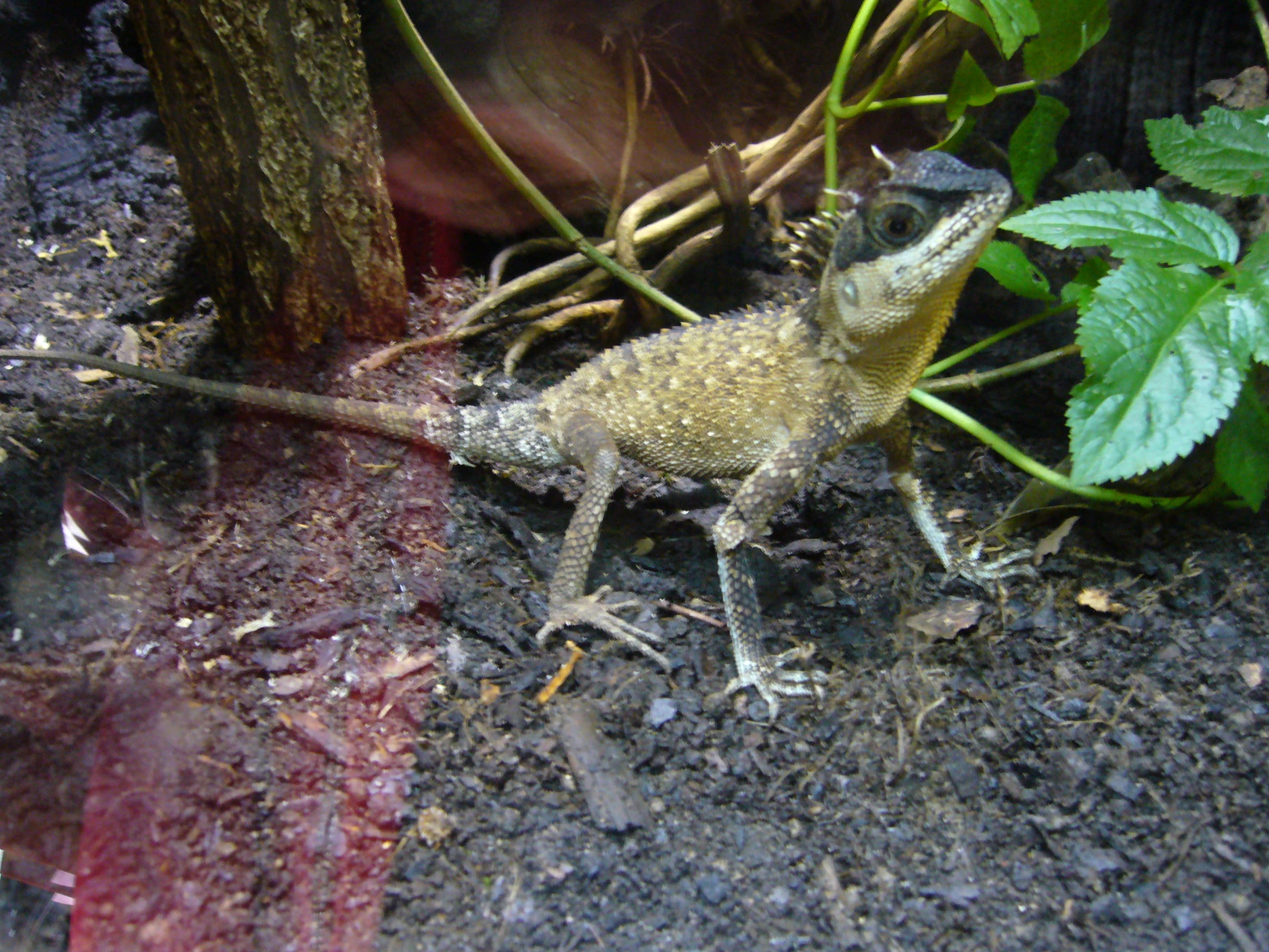 Acanthosaura capra