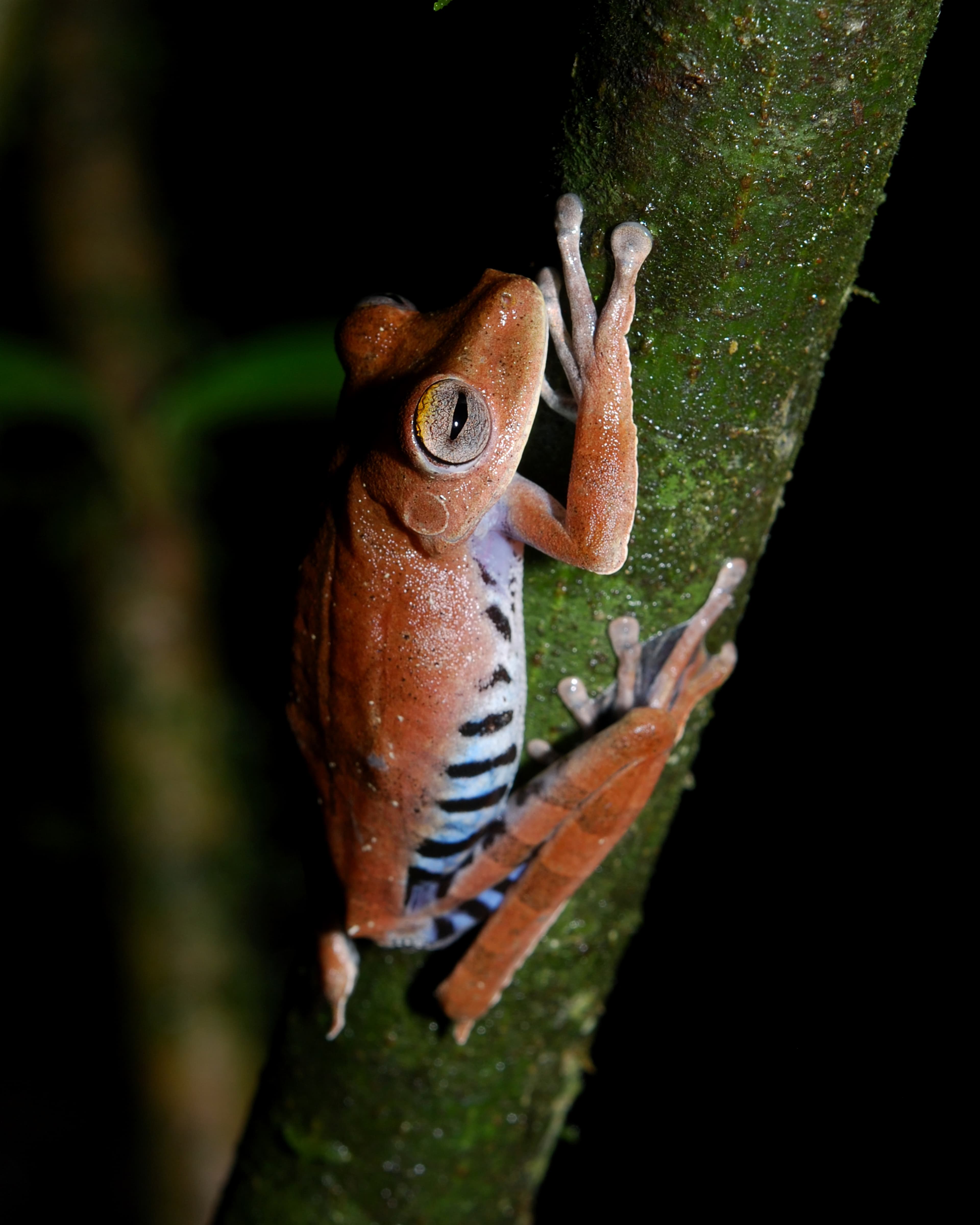 Boana calcarata