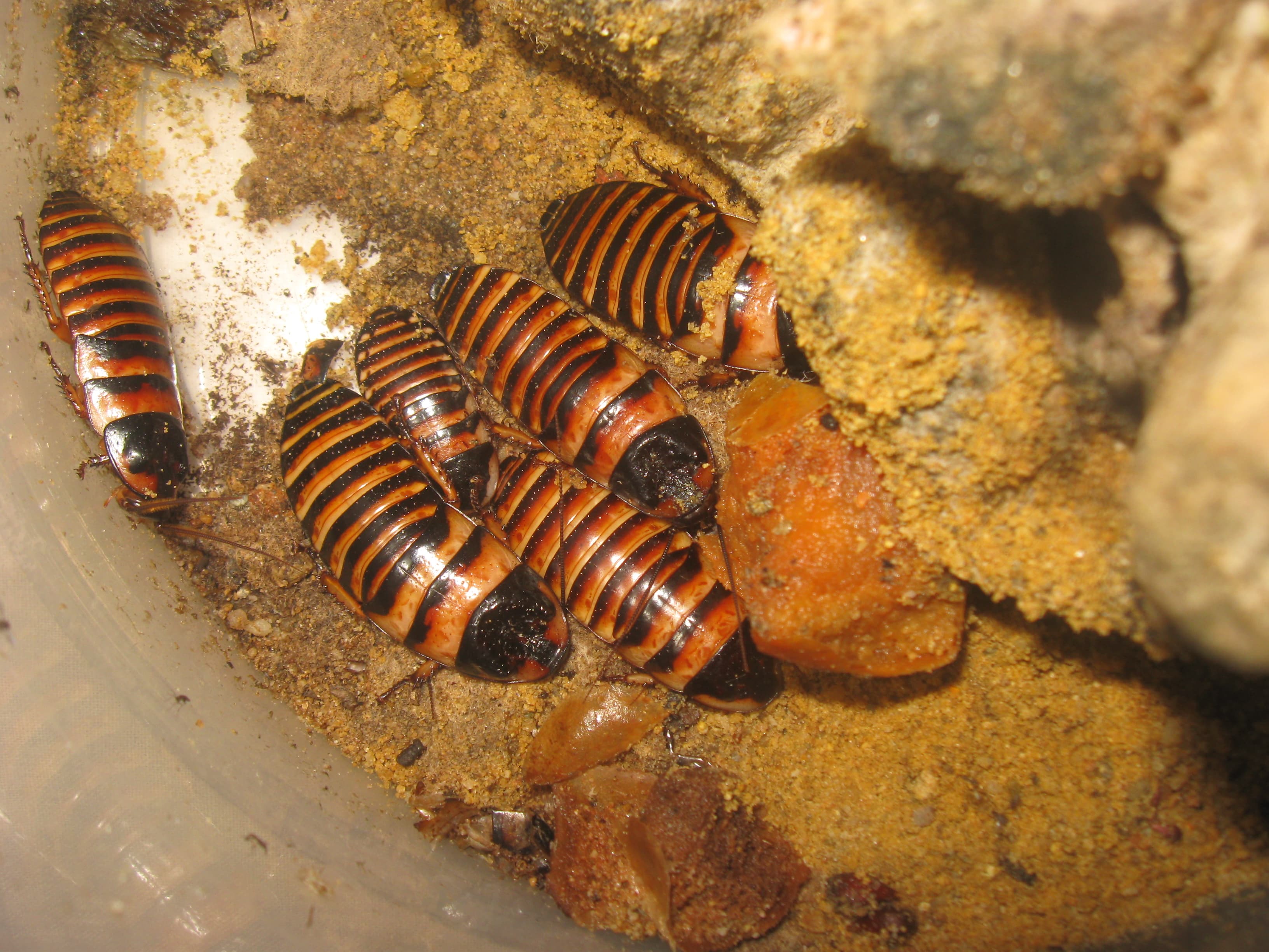 Elliptorhina javanica