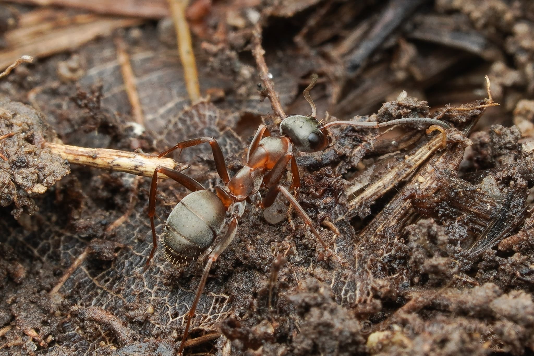 Formica cunicularia