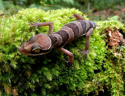 Cyrtodactylus pulchellus 
