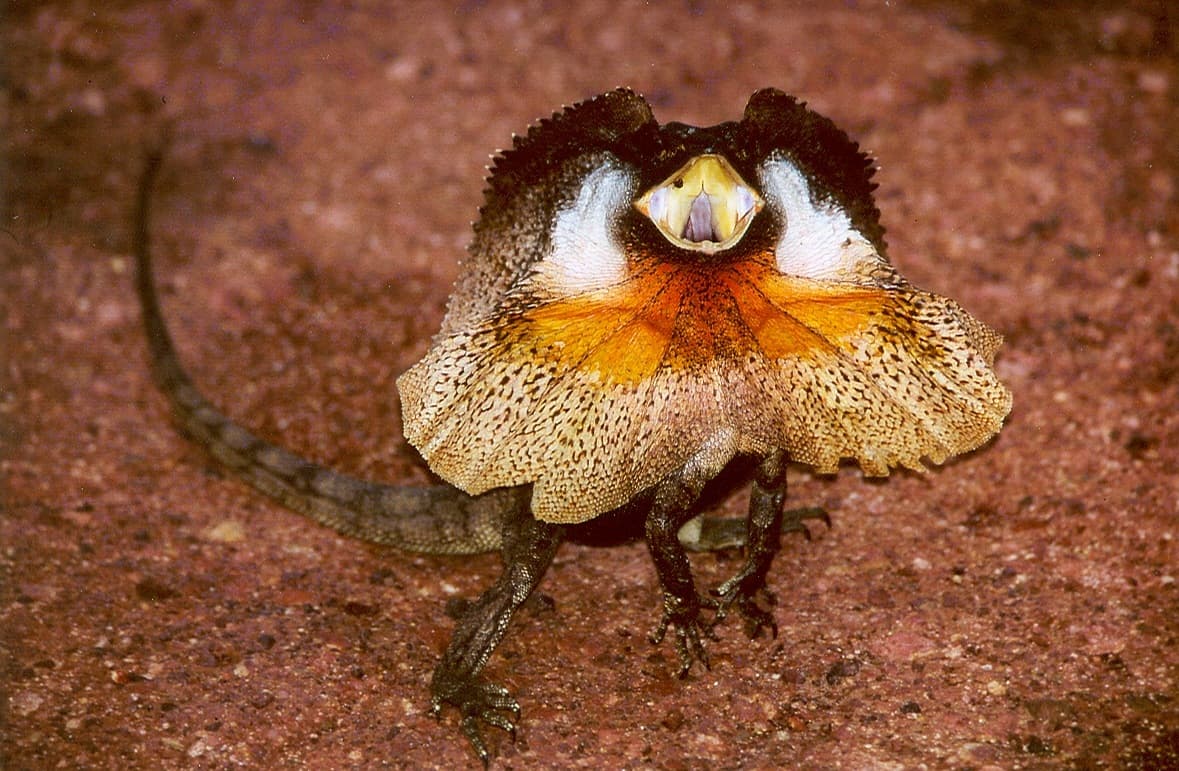 Chlamydosaurus kingii