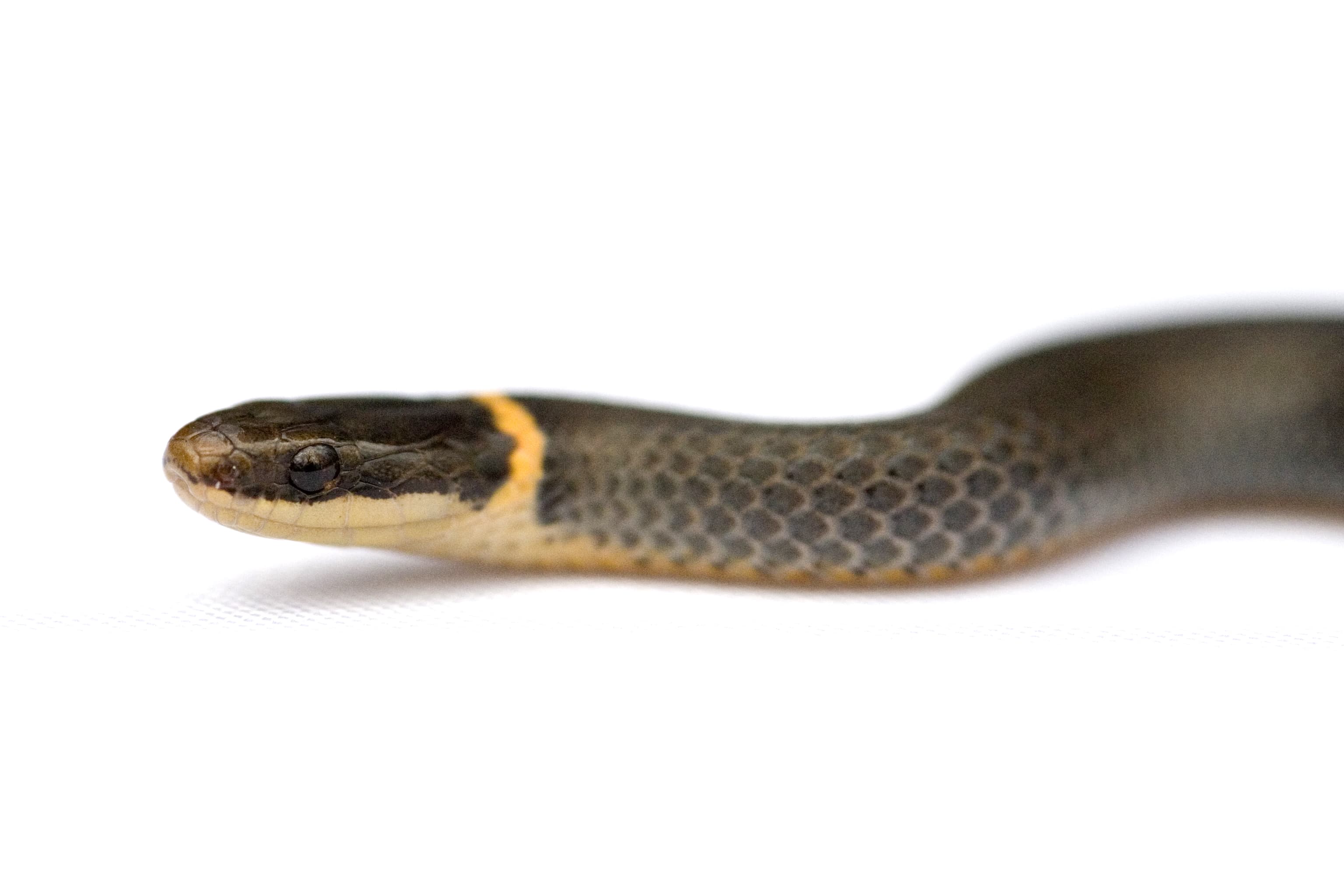 Diadophis punctatus