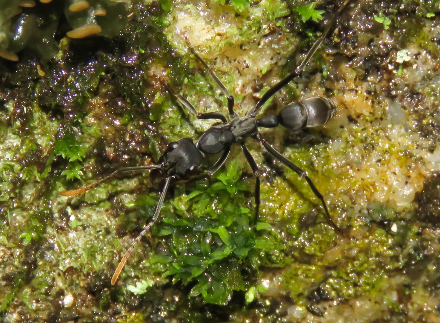 Neoponera apicalis 
