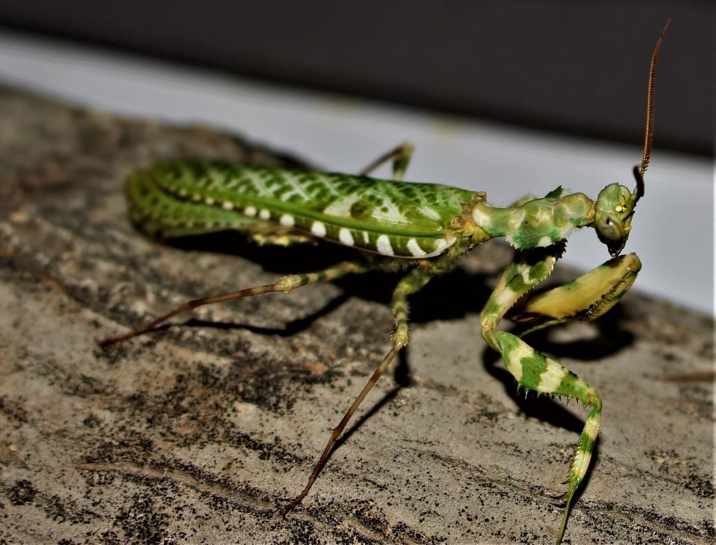 Blepharopsis mendica