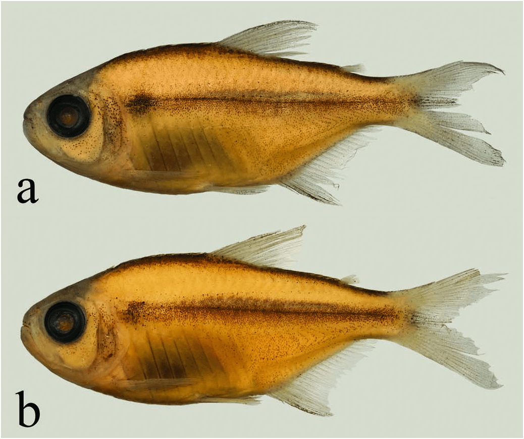 Moenkhausia rubra