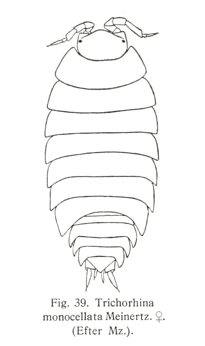 Trichorhina tomentosa (Budde-Lund, 1893)