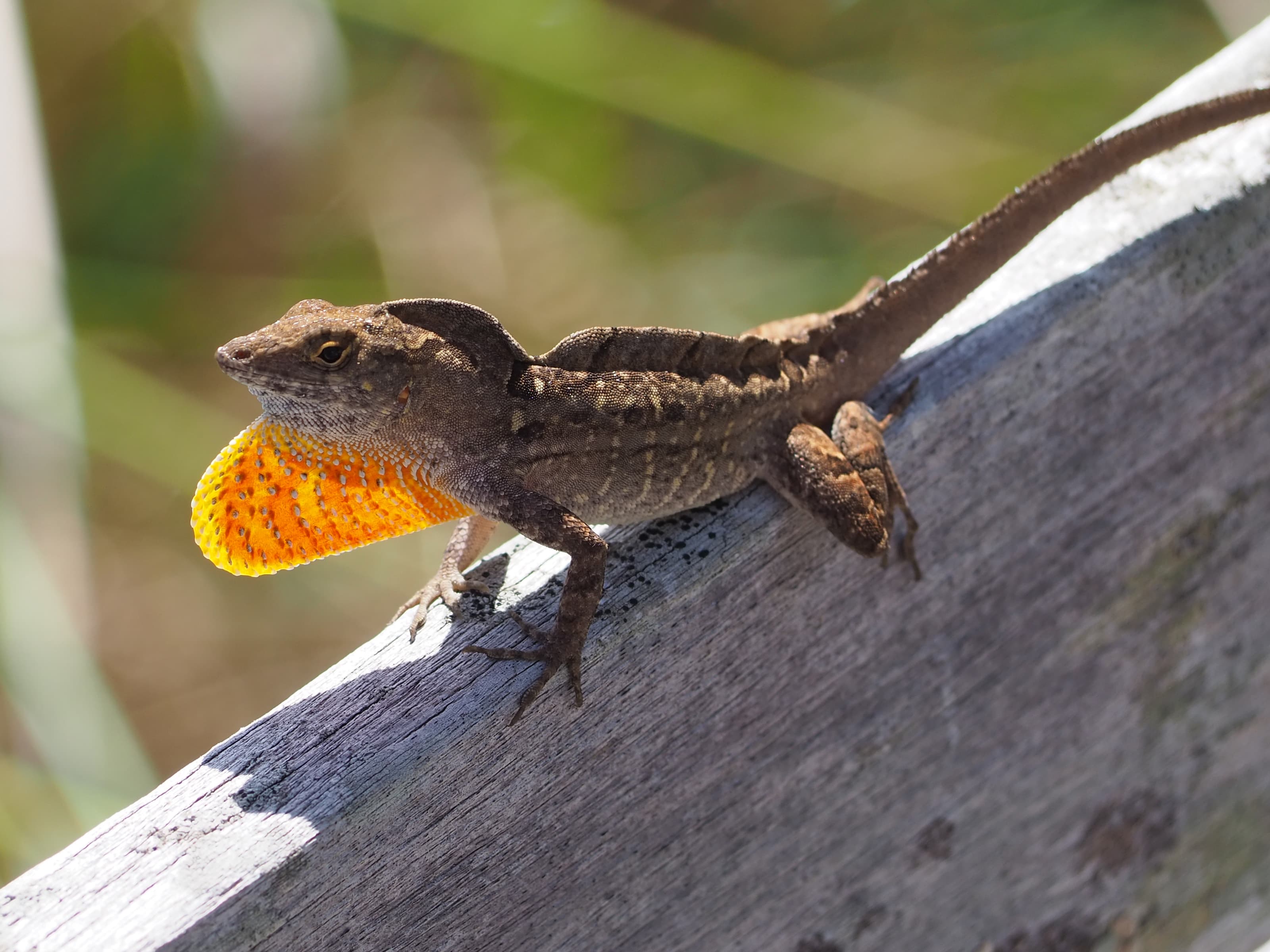Anolis sagrei 