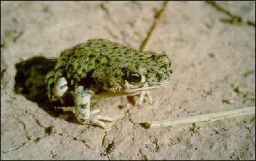 Anaxyrus debilis