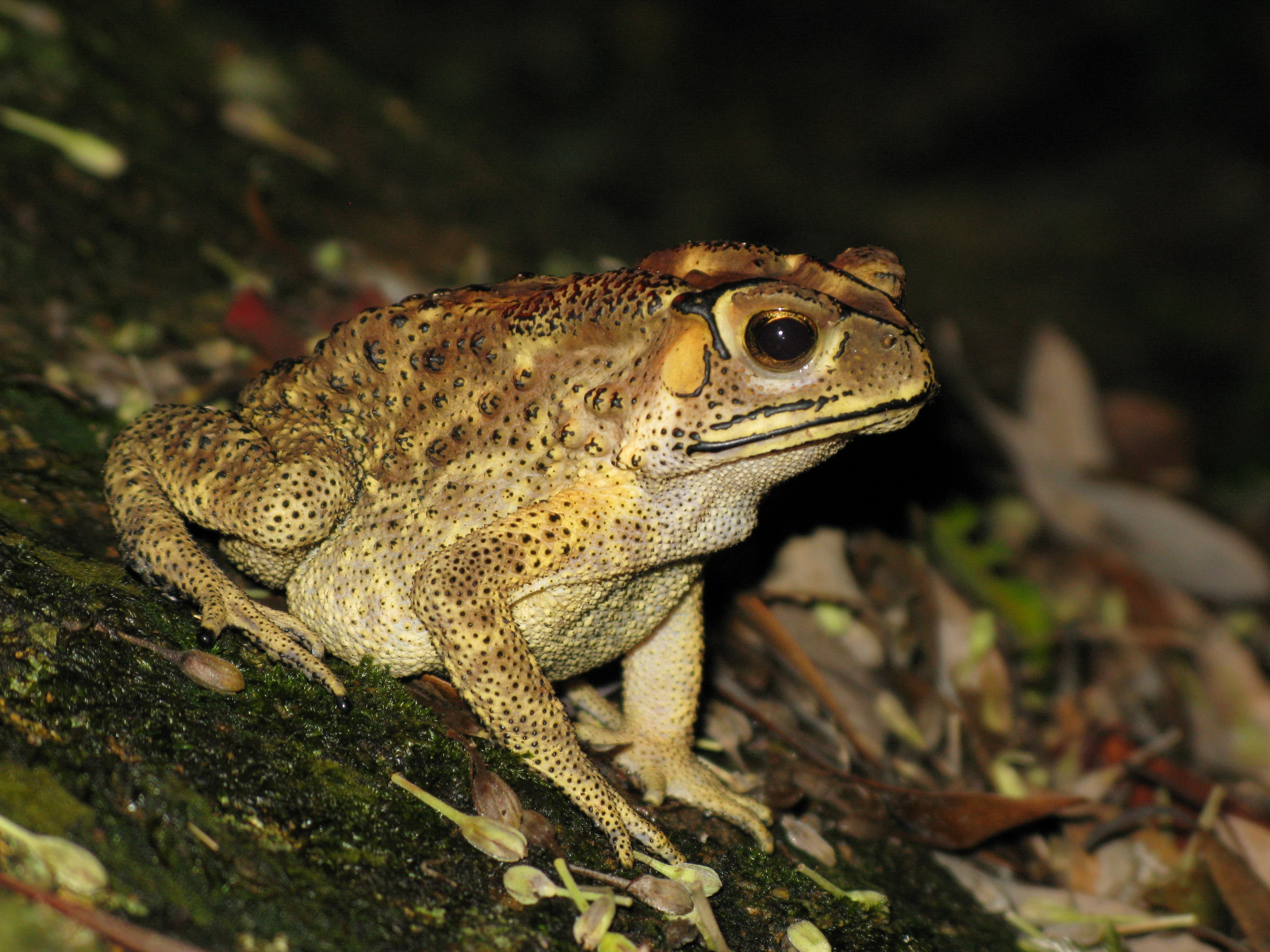 Duttaphrynus melanostictus 