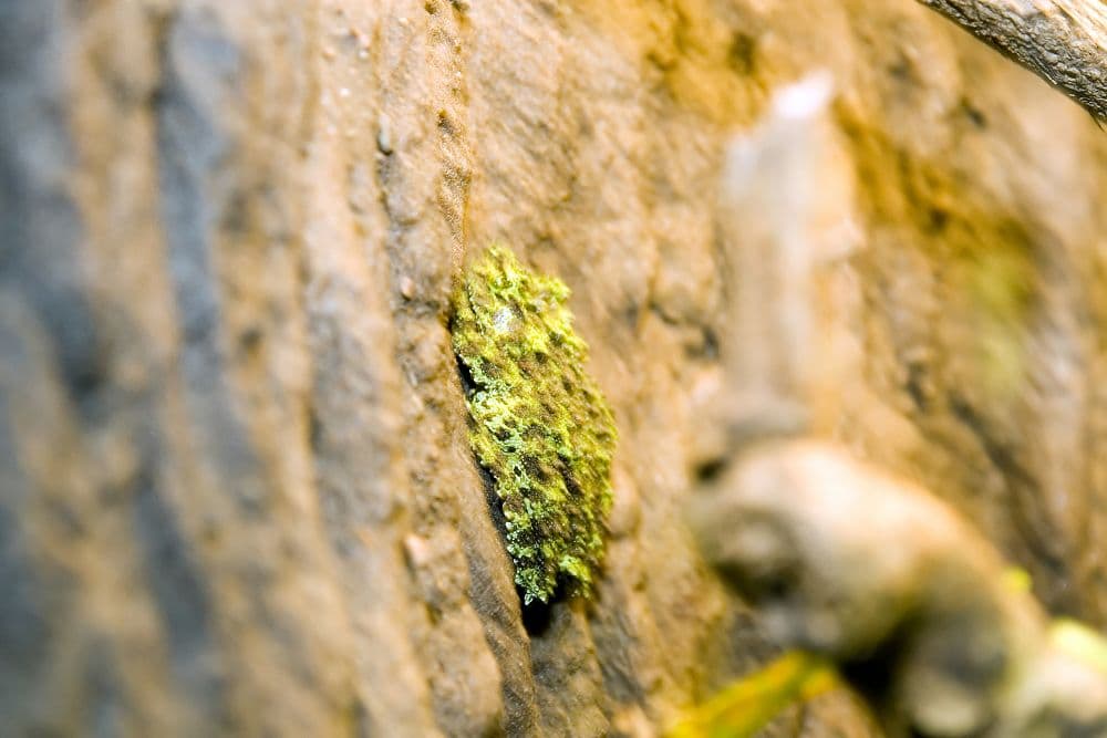 Theloderma corticale
