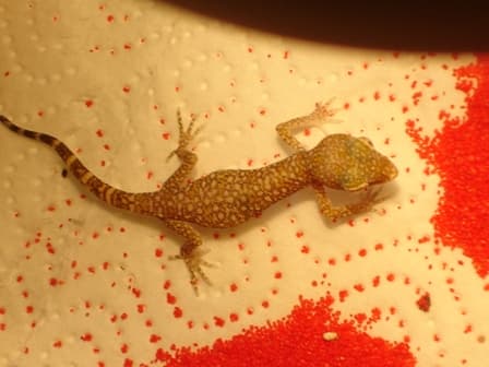 Stenodactylus sthenodactylus