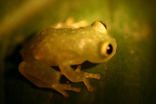 Hyalinobatrachium fleischmanni 