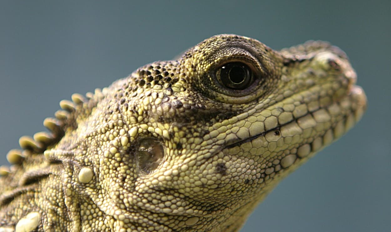 Hydrosaurus microlophus 