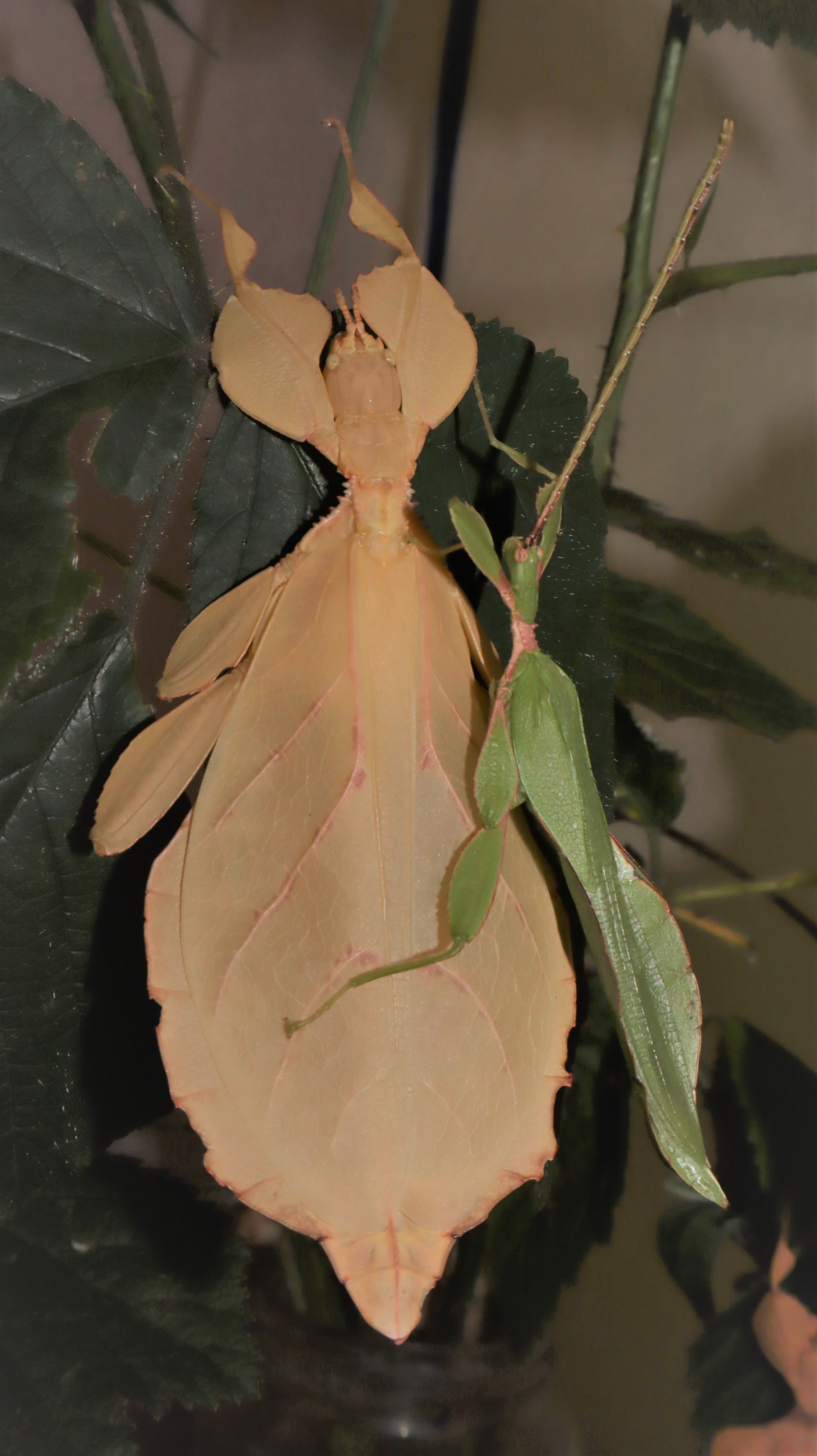 Phyllium letiranti 