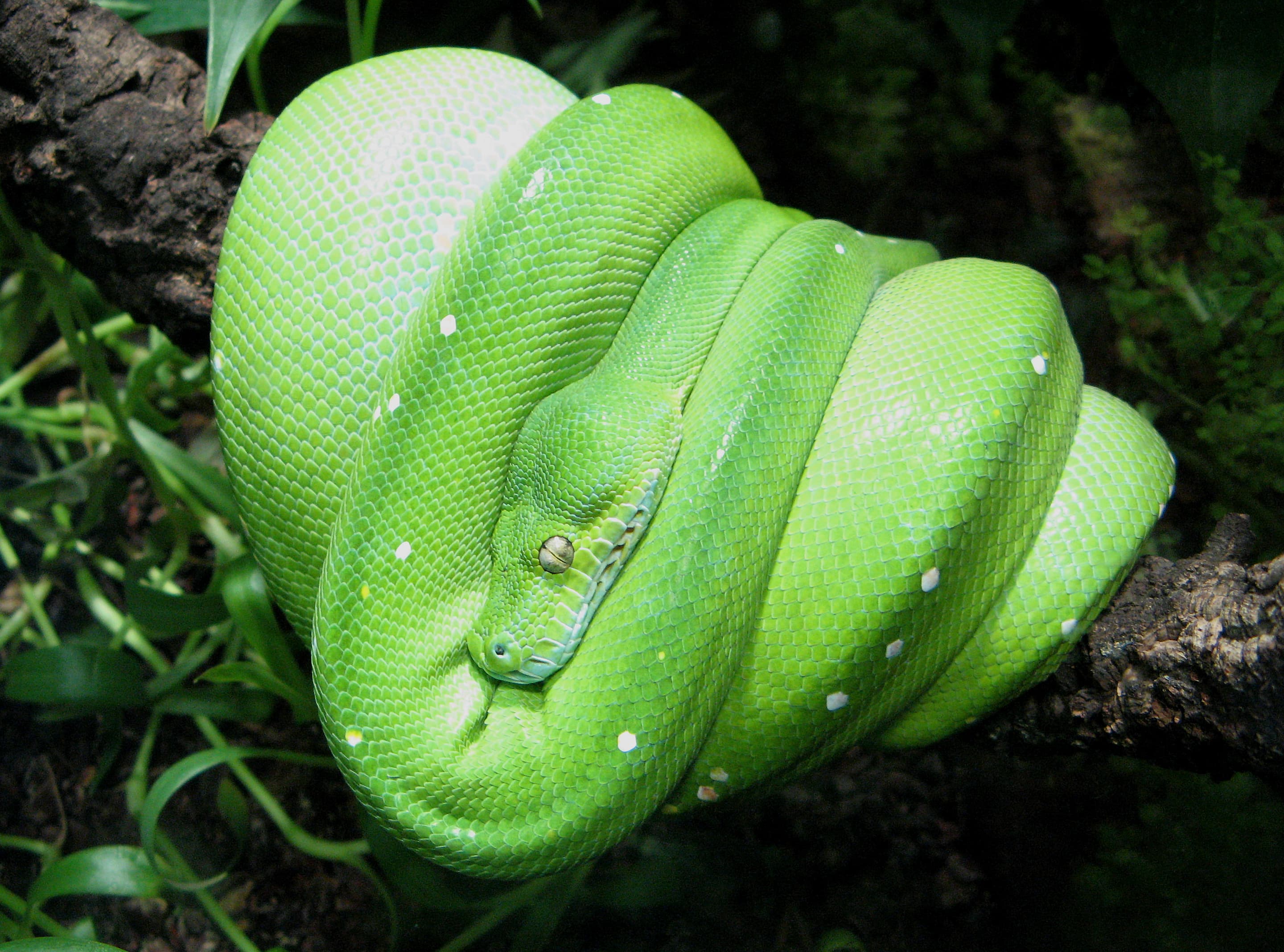 Morelia viridis